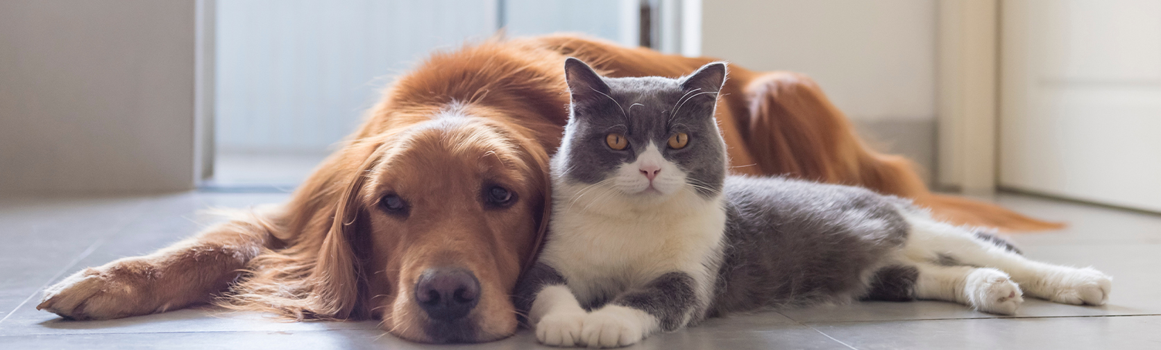 Analyse Sanguine A Domicile Veterinaire A Montreal Chien Et Chat